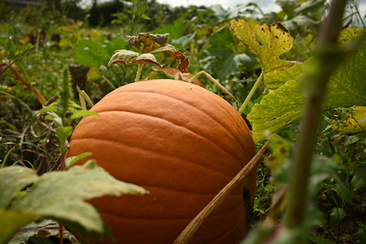 Yoga Herbst Myriam Schnepf